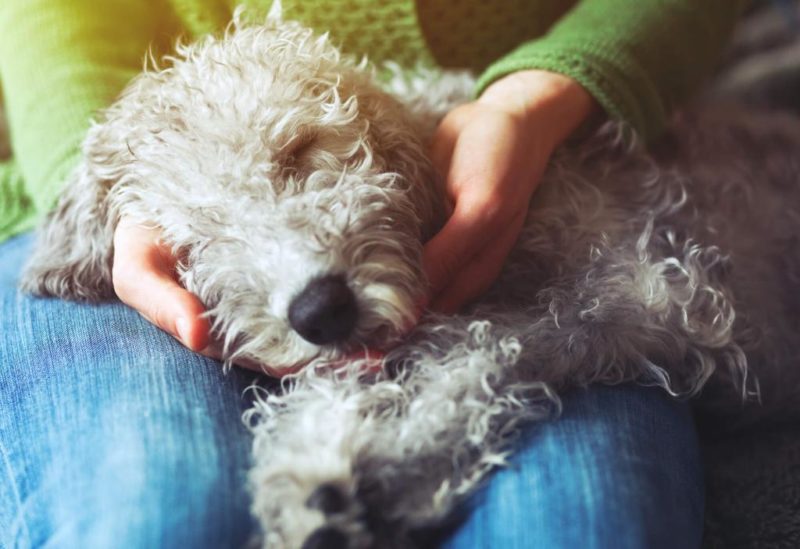 ᐅ Hund einschläfern Ratgeber für Hundehalter! › alteHunde.de