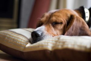 alter Hund schläft in seinem Hundebett