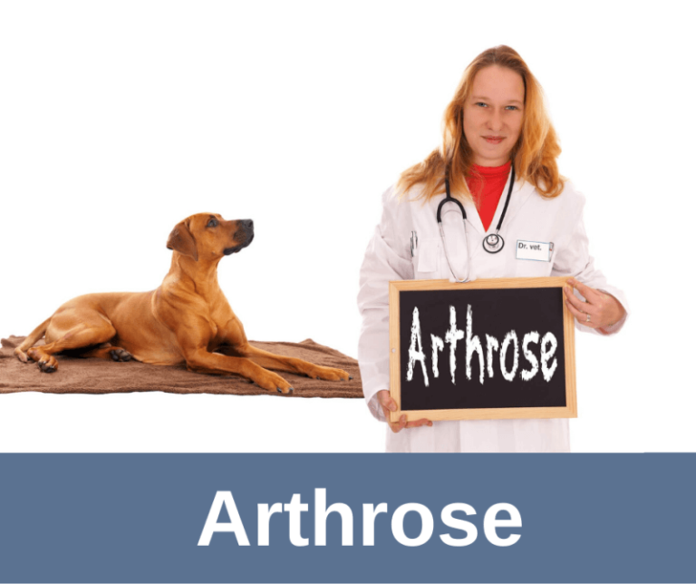 ᐅ Arthrose bei alten Hunden › alteHunde.de