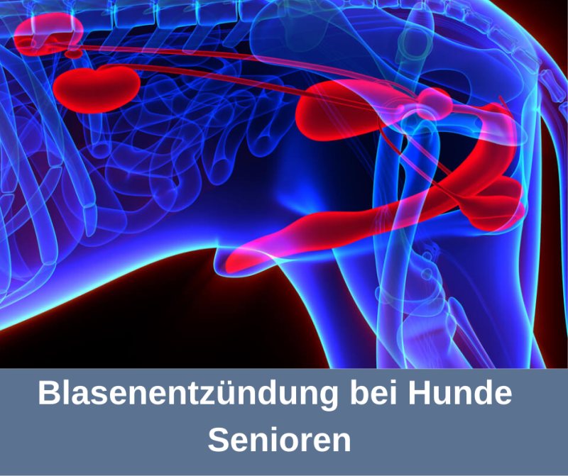 ᐅ Blasenentzündung (Zystitis) beim Senior Hund › alteHunde.de