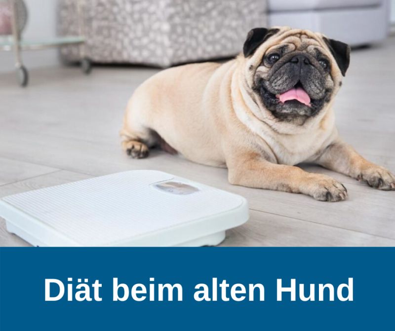 ᐅ Diät beim alten Hund › alteHunde.de