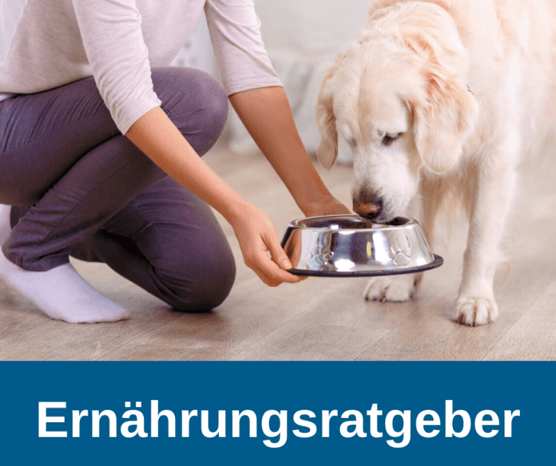 ᐅ Ernährungsratgeber für ältere Hunde › alteHunde.de