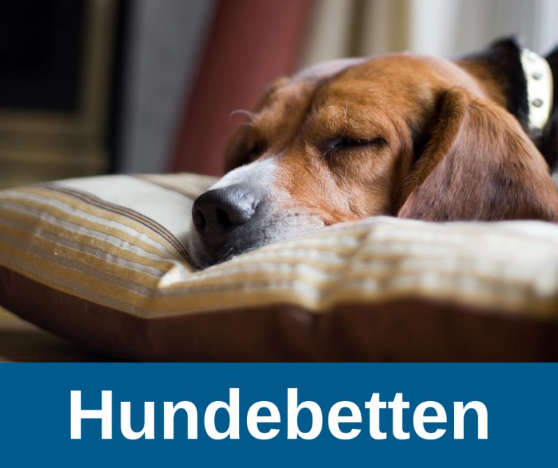 ᐅ Hundebetten für ältere Hunde › alteHunde.de