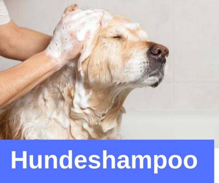 Hundeshampoo › alteHunde.de