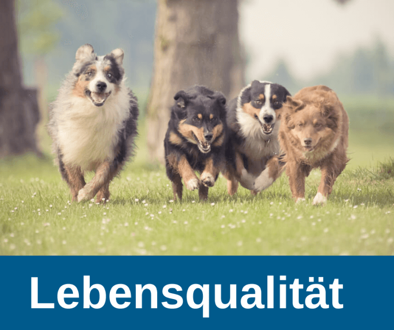 ᐅ Lebensqualität für alte Hunde › alteHunde.de