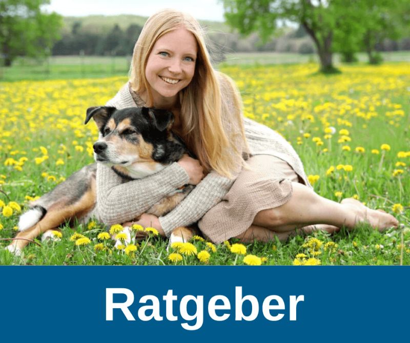 Alte Hund › Ratgeber Alte Hunde