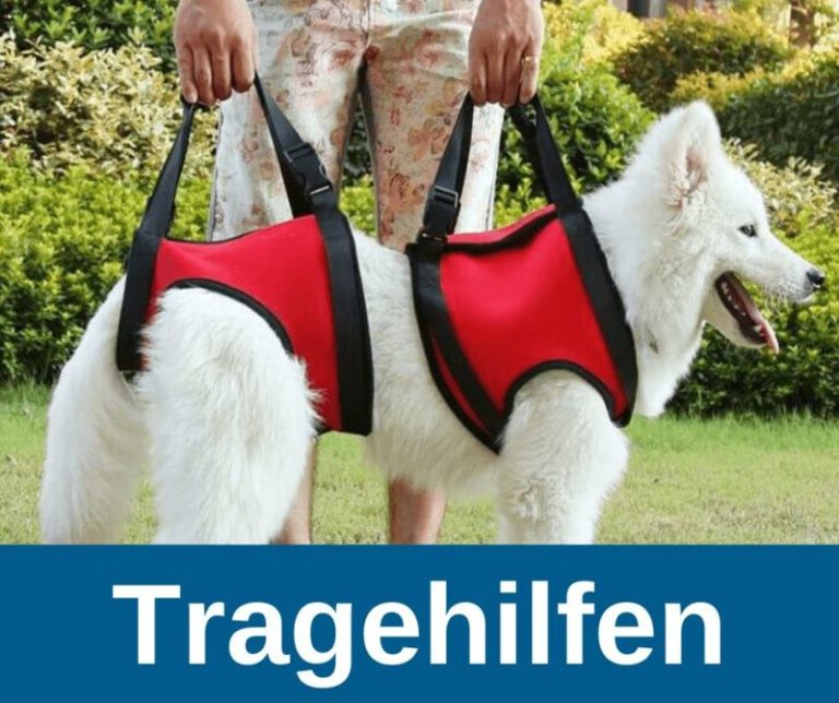 ᐅ Tragehilfe Hund 2019 › alteHunde.de