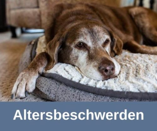 Altersbeschwerden beim Hund › alteHunde.de