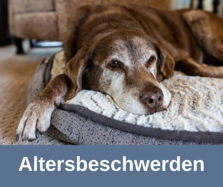 ᐅ Gesundheit bei Hunden im Alter › alteHunde.de