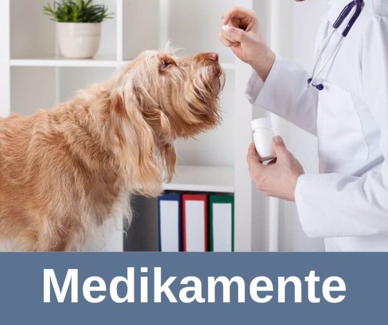 Medikamente für alte Hunde › alteHunde.de
