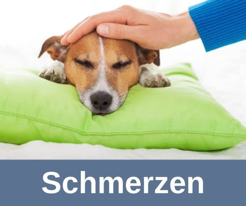 ᐅ Symptome für Schmerzen beim älteren Hund › alteHunde.de